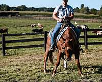 cowboy-mounted-shooting-quarter-horse