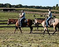 flaxen-mane-quarter-horse