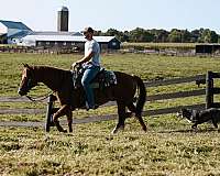 heel-quarter-horse