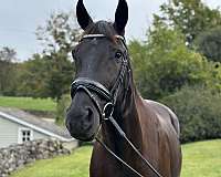 cross-andalusian-horse