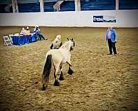 black-feather-gypsy-vanner-horse