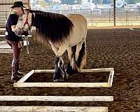 white-strip-all-black-feather-horse