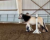 buckskin-white-strip-all-black-feather-horse