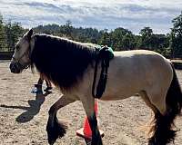 gypsy-vanner-horse