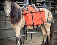 buckskin-gypsy-vanner-horse