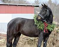 usdf-draft-horse