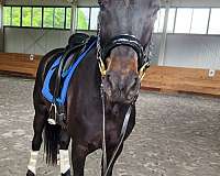 usdf-percheron-mare