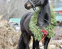 usdf-percheron-horse