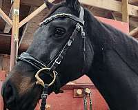 dressage-warmblood-horse