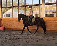 dressage-mare