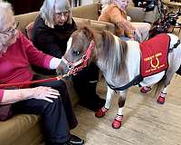 flashy-miniature-horse