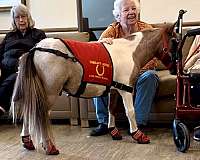 therapy-miniature-horse