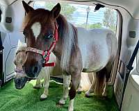 red-roan-therapy-horse