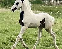 babies-barock-pinto-horse