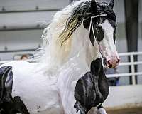 breeding-barock-pinto-horse