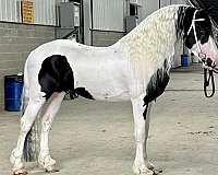 breeding-stallion-barock-pinto-horse