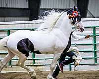 brown-barock-pinto-horse