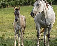 grulla-star-right-real-sock-horse