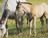 calf-roping-quarter-horse