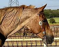 red-roan-roan-all-around-pony