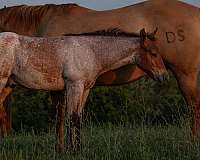 bay-roan-star-horse