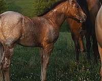 calf-roping-quarter-horse