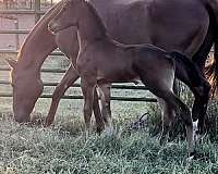 nebraska-dutch-warmblood-horse