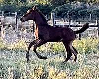 brown-dutch-warmblood-colt