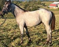 blue-roan-all-around-horse