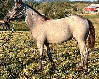 blue-roan-breeding-horse