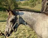 blue-roan-companion-horse