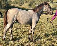 blue-roan-cross-horse