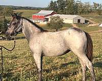 blue-roan-draft-horse