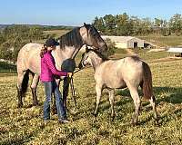 blue-roan-foundation-horse