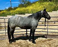 blue-roan-flashy-horse