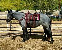 blue-roan-homozygous-horse