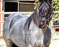 blue-roan-homozygous-black-horse