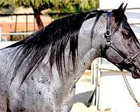 blue-roan-project-horse