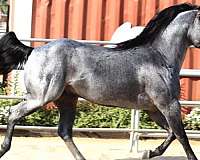 blue-roan-ranch-horse