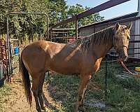 champagne-lh-pastern-horse