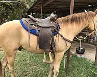 champagne-gelding-weanling-for-sale