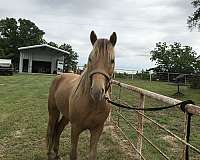 champagne-gelding-weanling