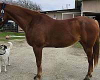 quarter-horse-for-sale