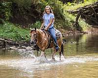 trail-quarter-pony