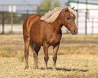 chestnut-star-pony