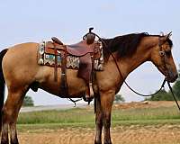 buckskin-none-horse