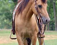 quarter-horse