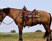 ranch-work-quarter-horse