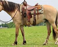 buckskin-none-horse