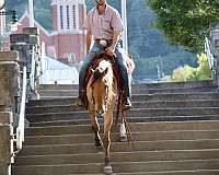 ranch-work-quarter-horse